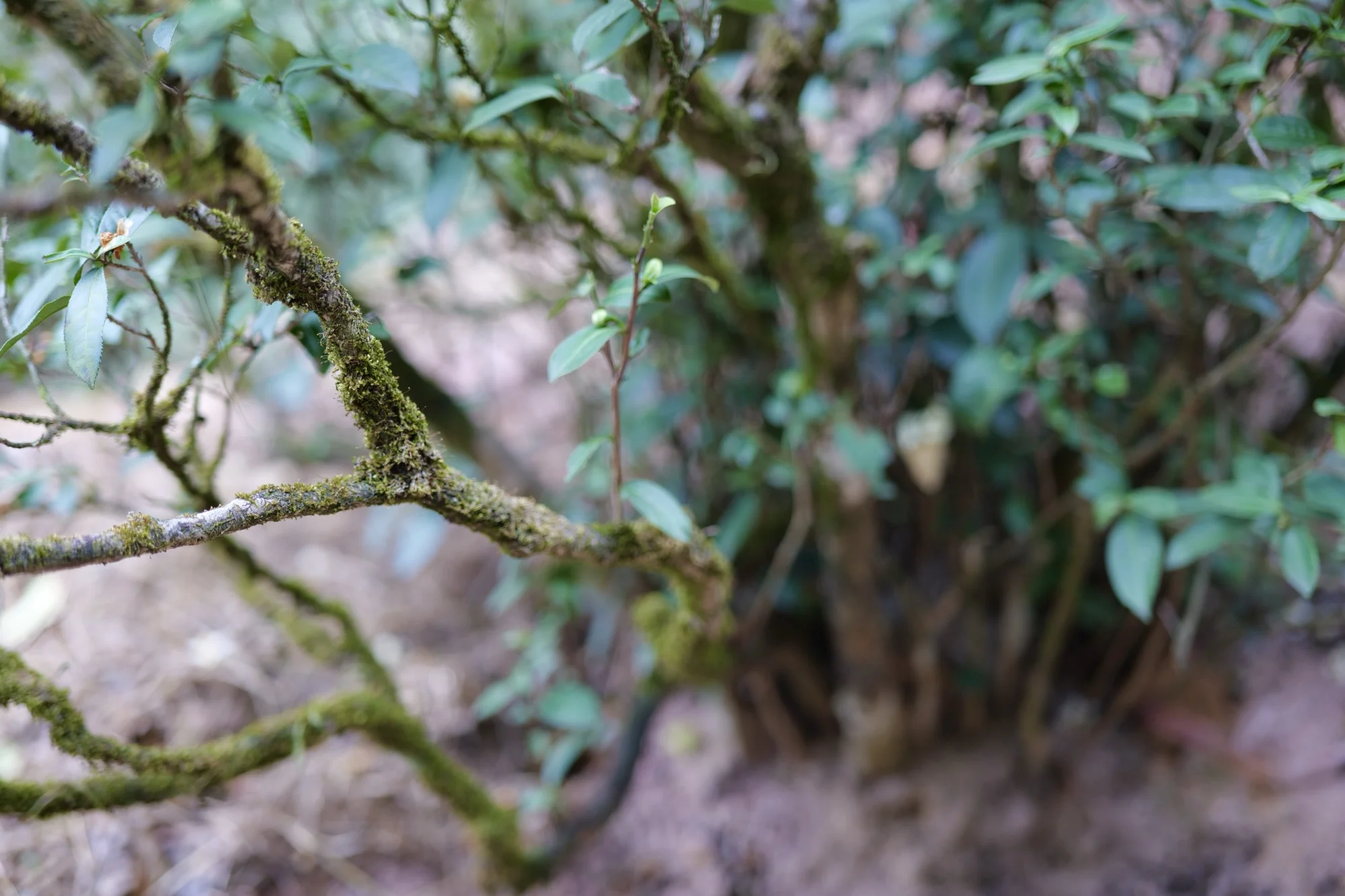 ฮุ่ยหยวนเหล่าฉงเหมยจ้าน: ชาถ้วยนี้ “ไม่โชว์” แต่ “อยู่ต่อ”